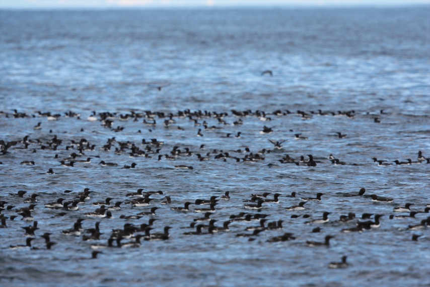 Thick Billed Murres in Blying Sound