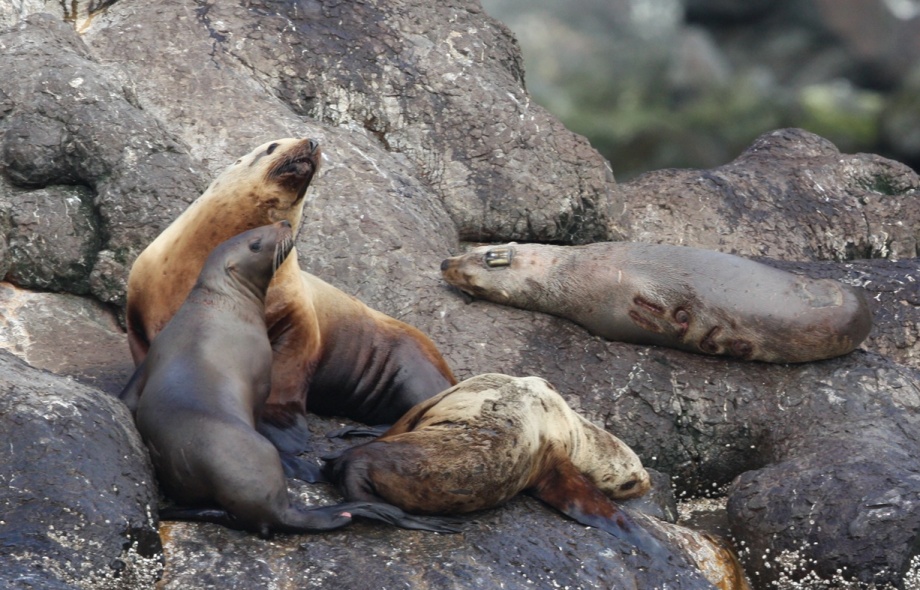 Seal with ID number on his side and transmitter on his head