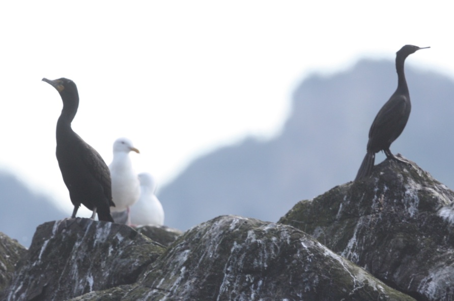 Pelagic Cormorants near Fox Island