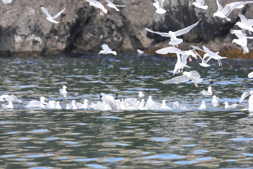 Feeding near Fox Island