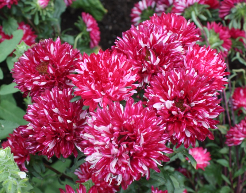 The flower garden is right by the front entrance