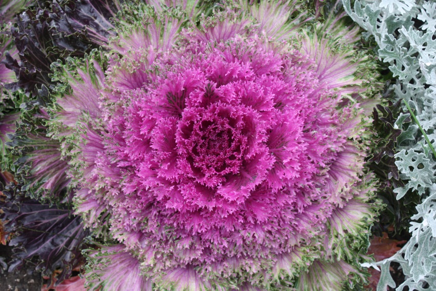Besides flowers there are some larger colorful plants