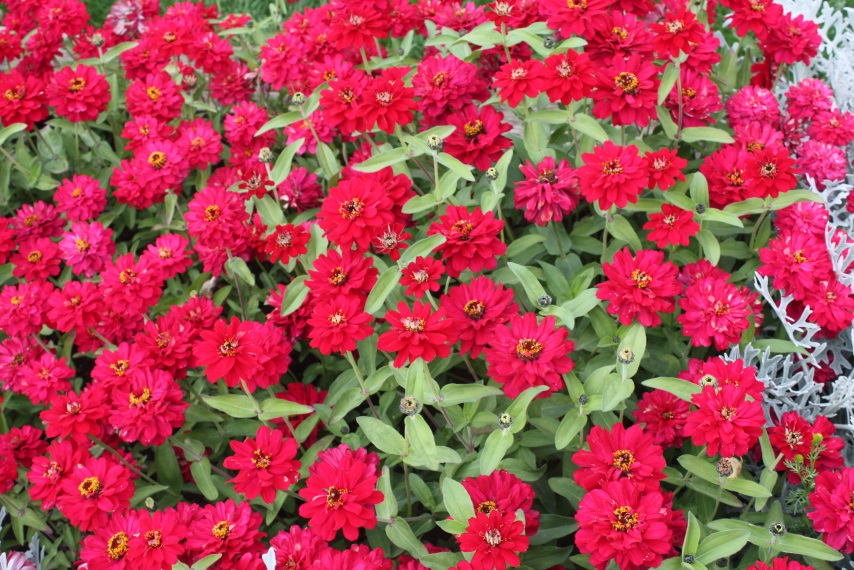 Bright red flowers