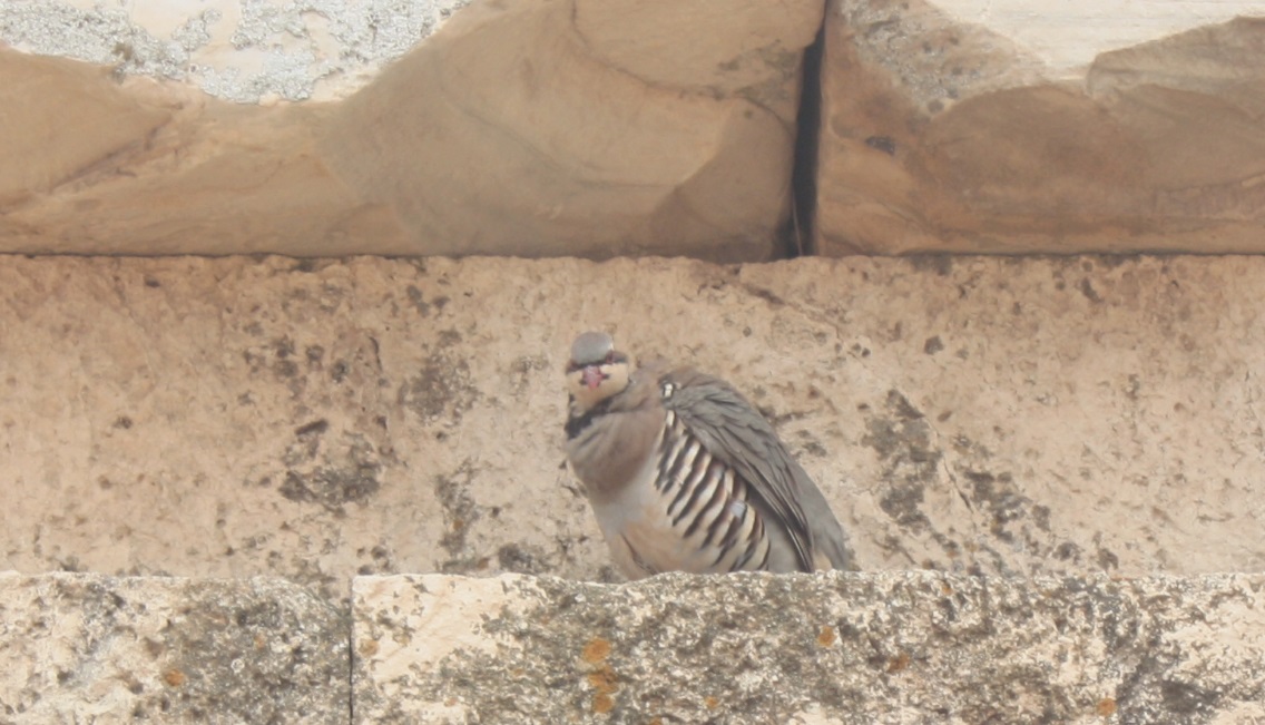 This bird has found a spot in the shade