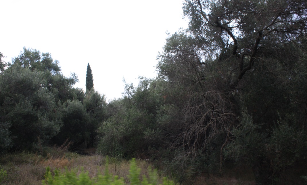 Olive trees on the way up the hill toward Lakones