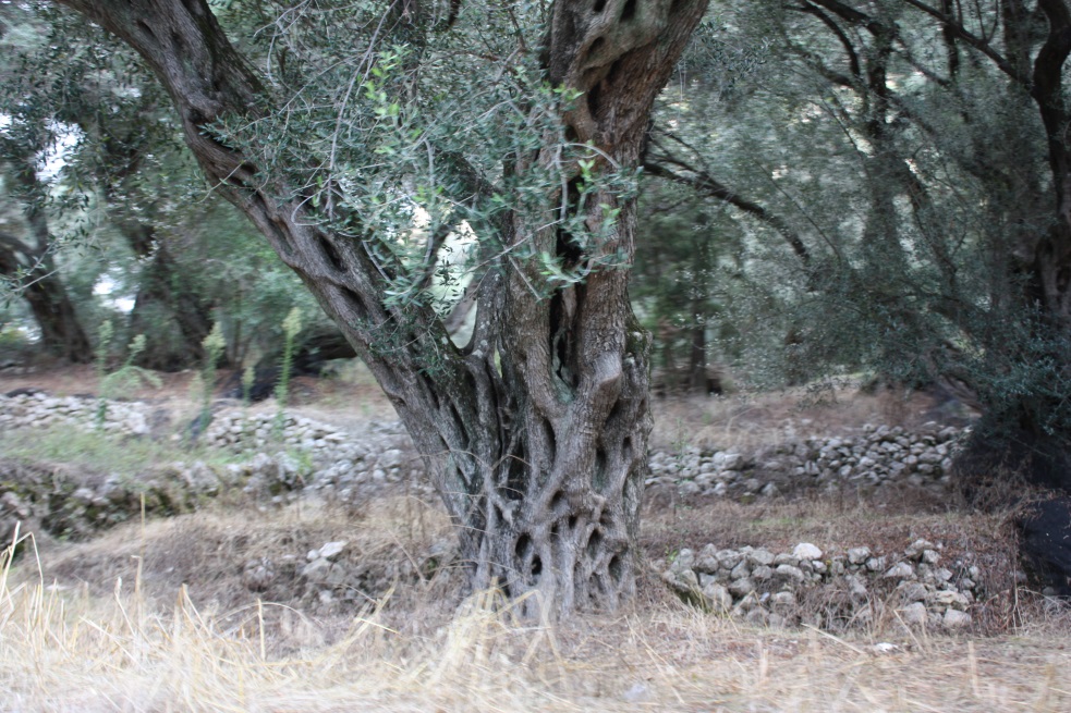 Olive trees are quite old and interesting structure