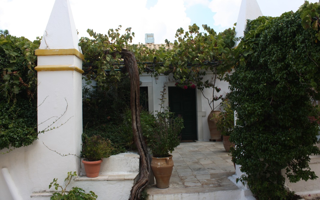 Impressive grape vine