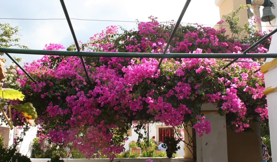 Colorful flowering plant