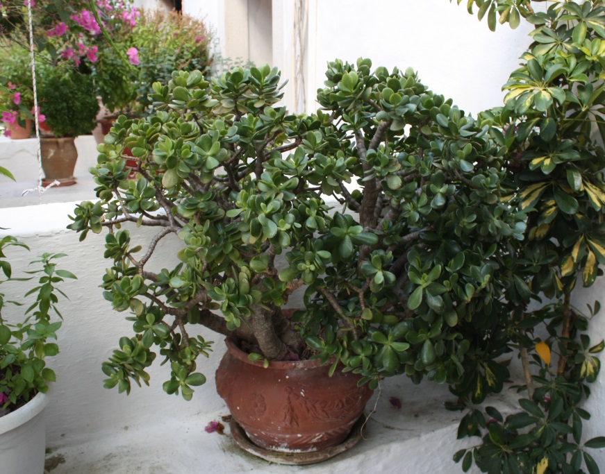 Huge jade plant