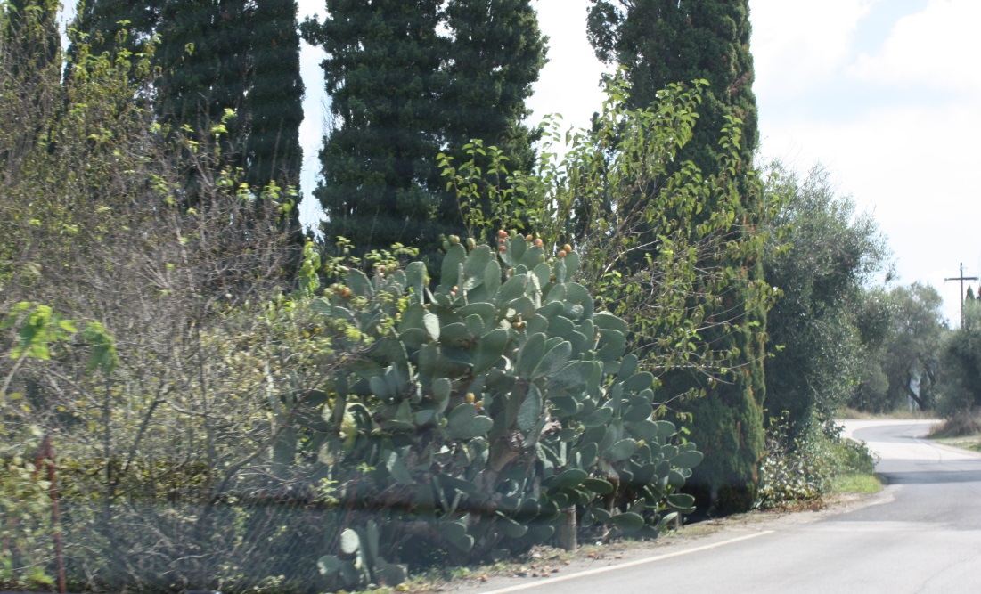 Great cactus