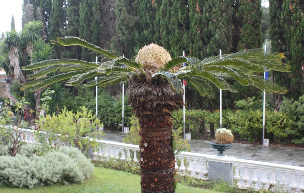 Interesting tree