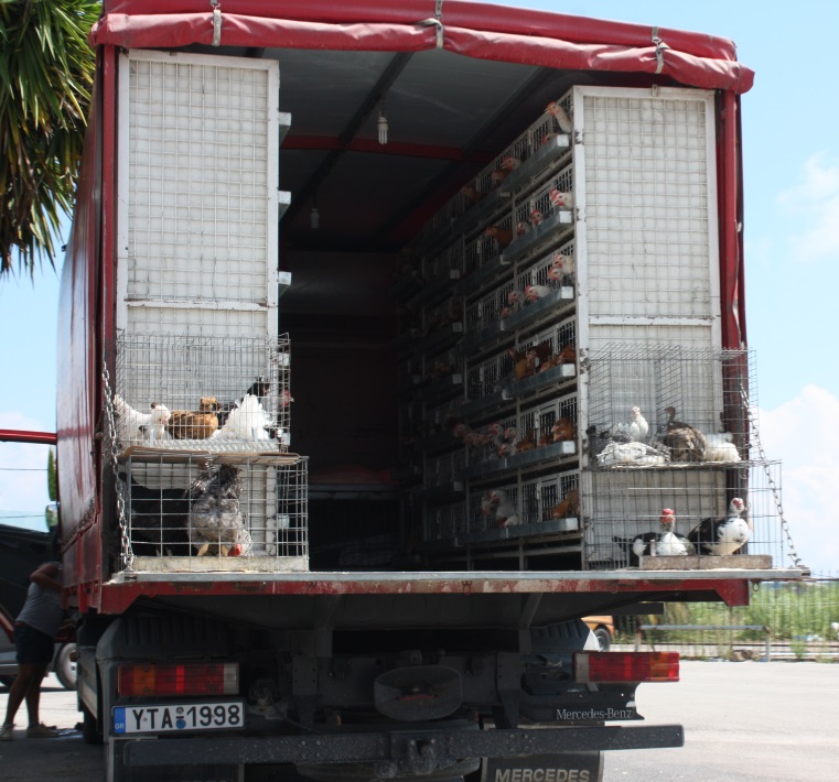 Bunch of chickens enjoying a ride