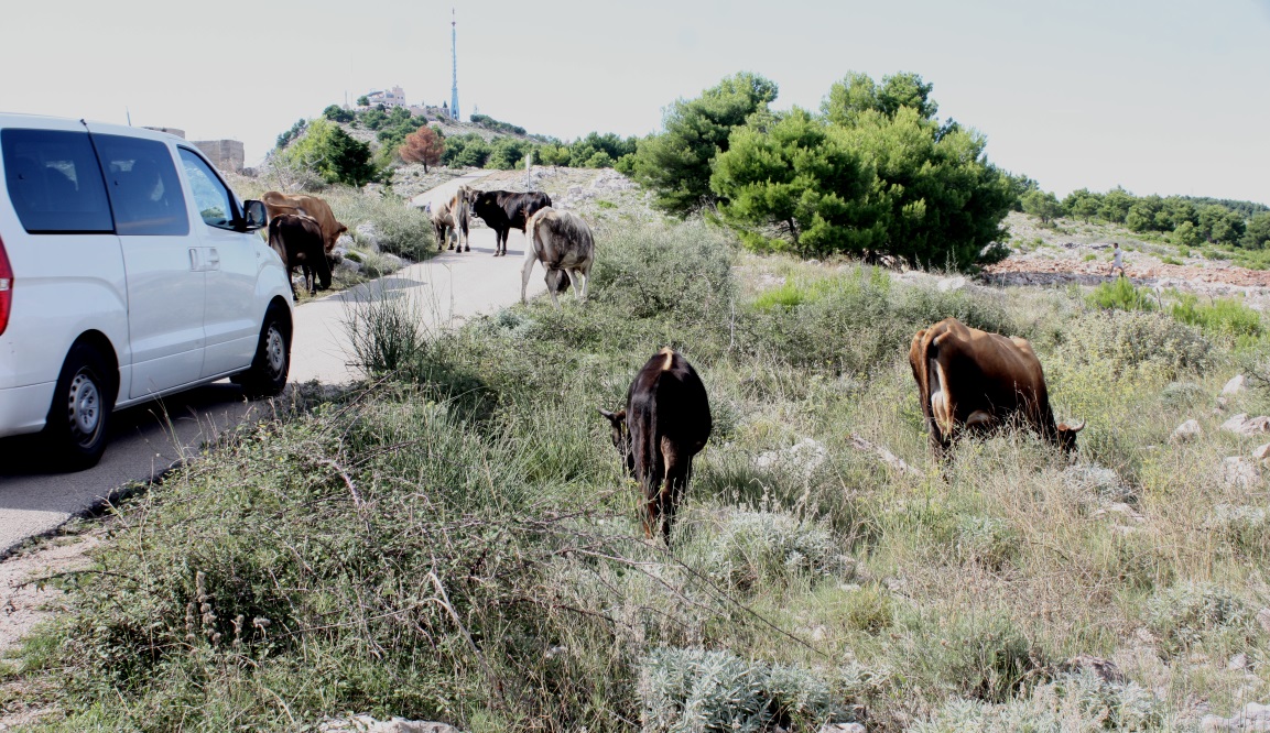 Cows wander the hills near the Imperial Fort