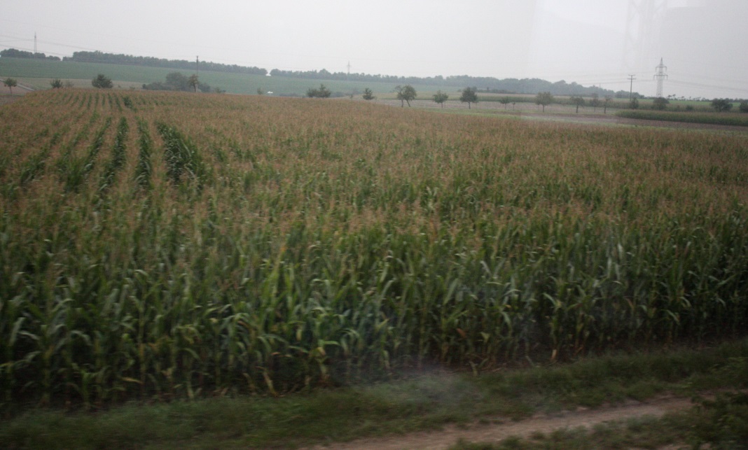 Corn farm near Markt Bibart