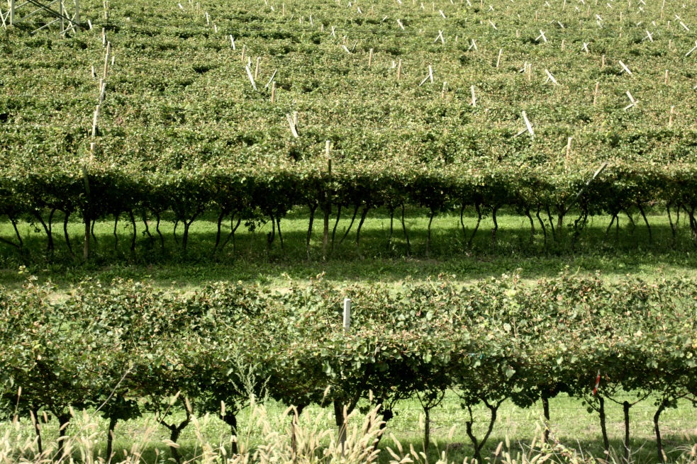 Possibly grapes