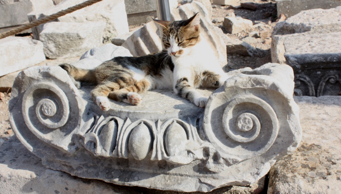 Fancy cat bed
