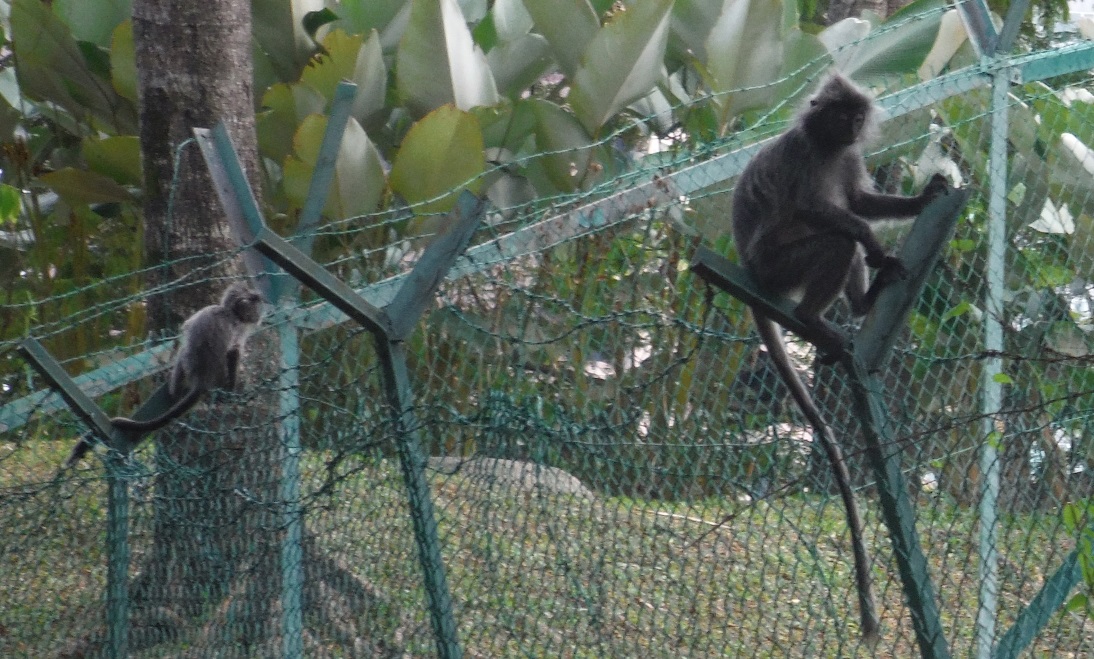 There are monkeys all around the base of the KL tower
