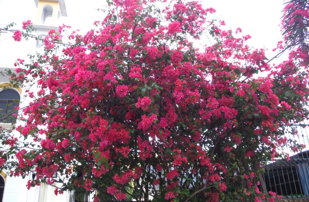 Nice colorful plants