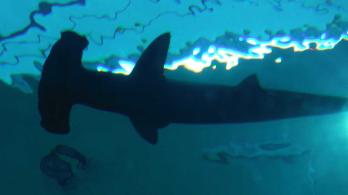My favorites were the hammerhead sharks