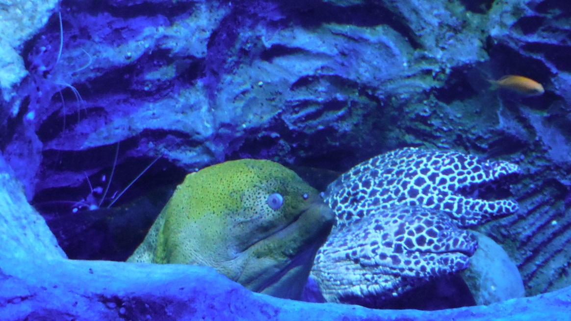 A trio of Moray eels