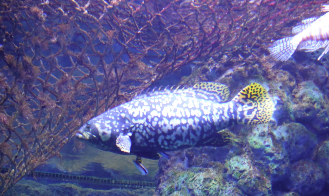 A fish swims by the reef
