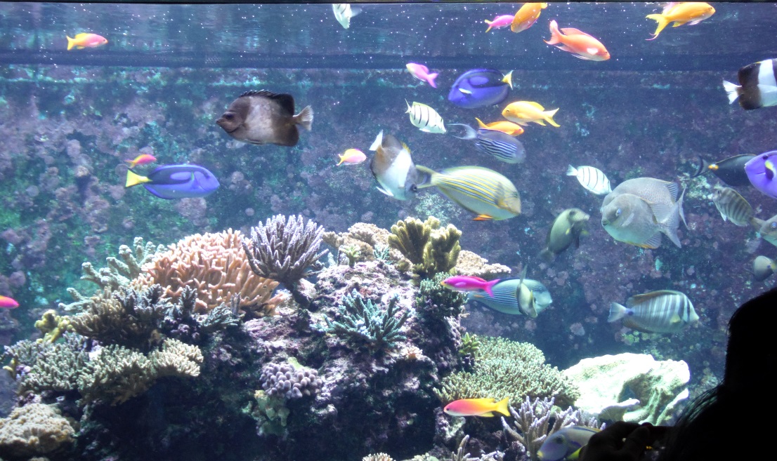 The fish have a dizzying array of colors