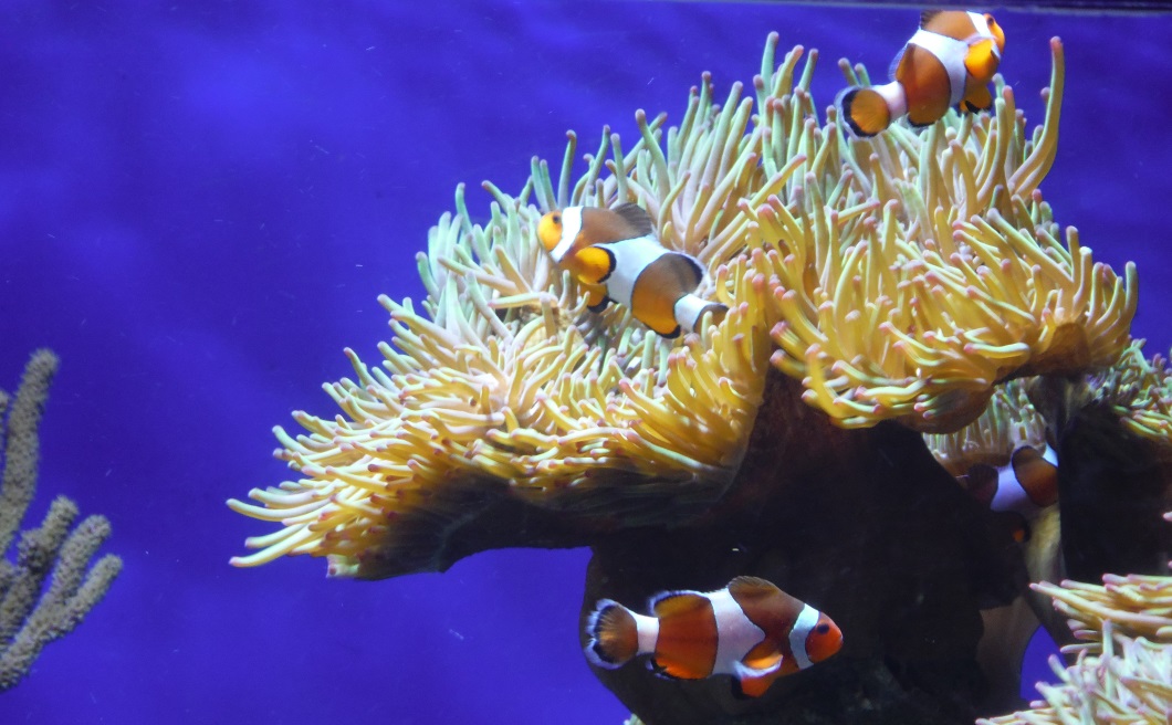 Clown fish hanging around the sea anemone