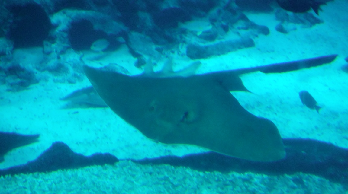 A ray cruising around the bottom of the tank