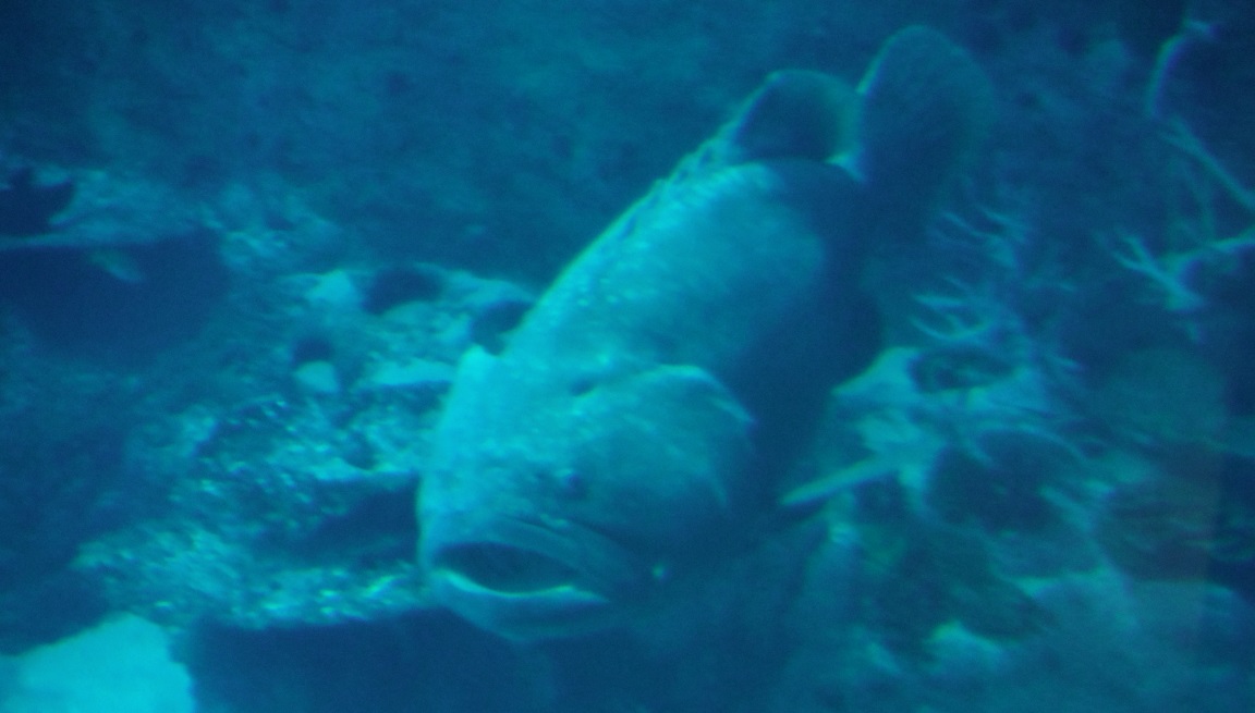 This fish looks truly prehistoric