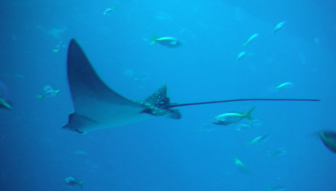 Another ray cruising around the tank