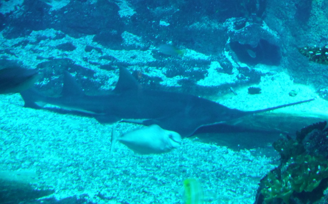 A swordfish resting on the bottom