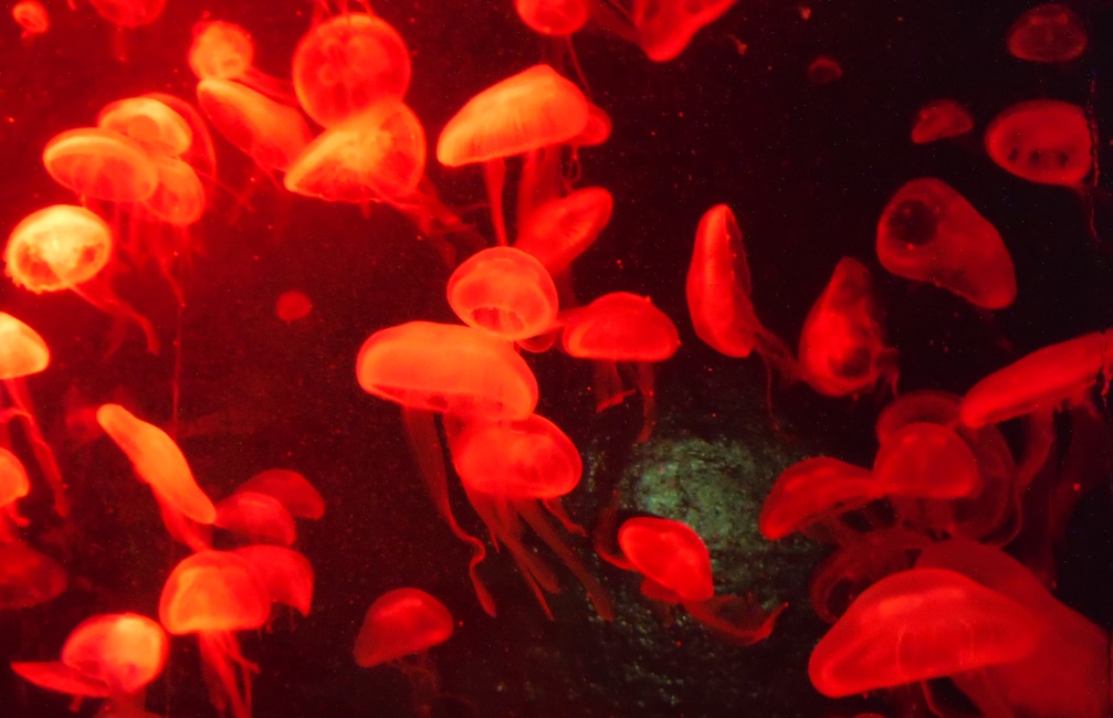 Colored lights are used to jazz up the jellyfish tank