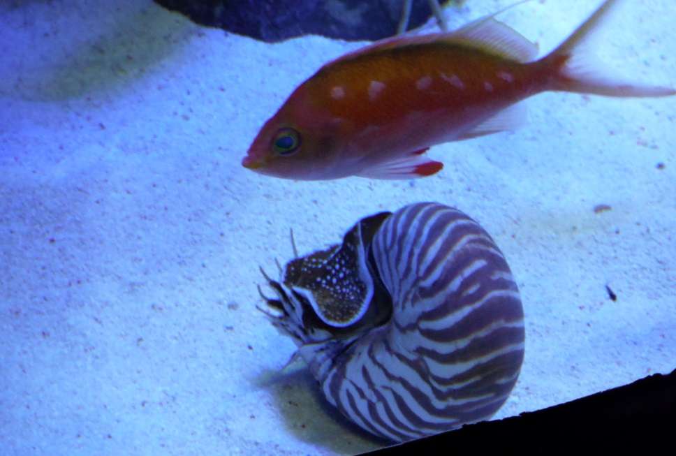 Nautilus