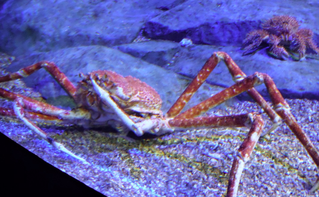A couple of very different crabs
