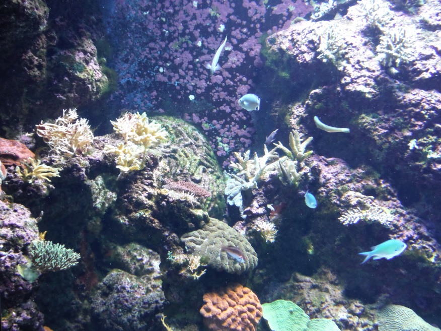 There is a lot to look at on these coral reefs