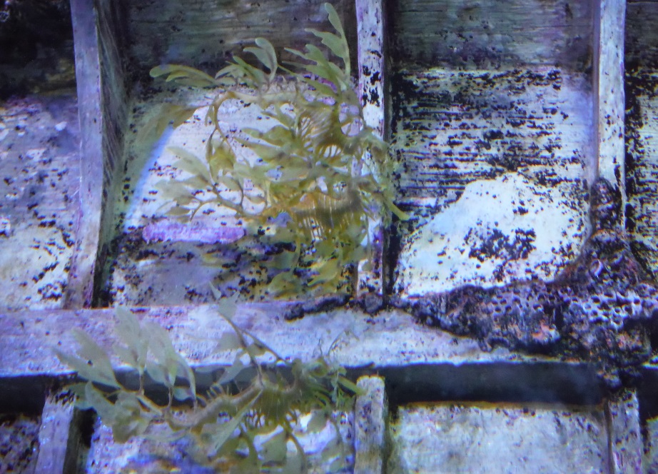Seahorses