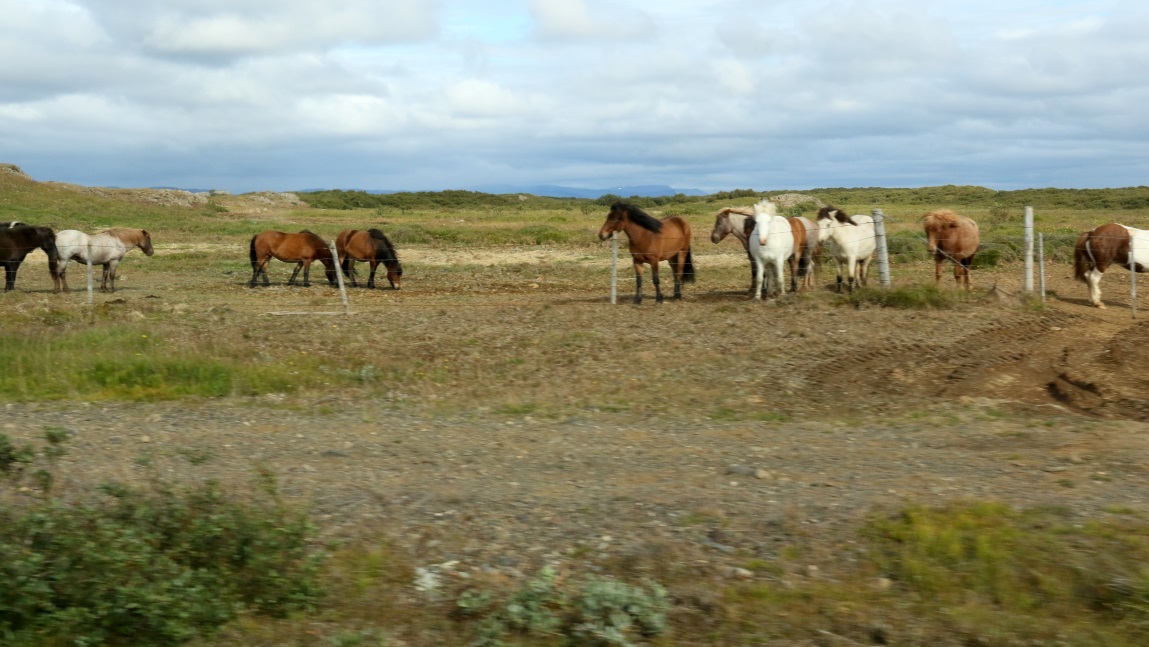 Horses along Route 54