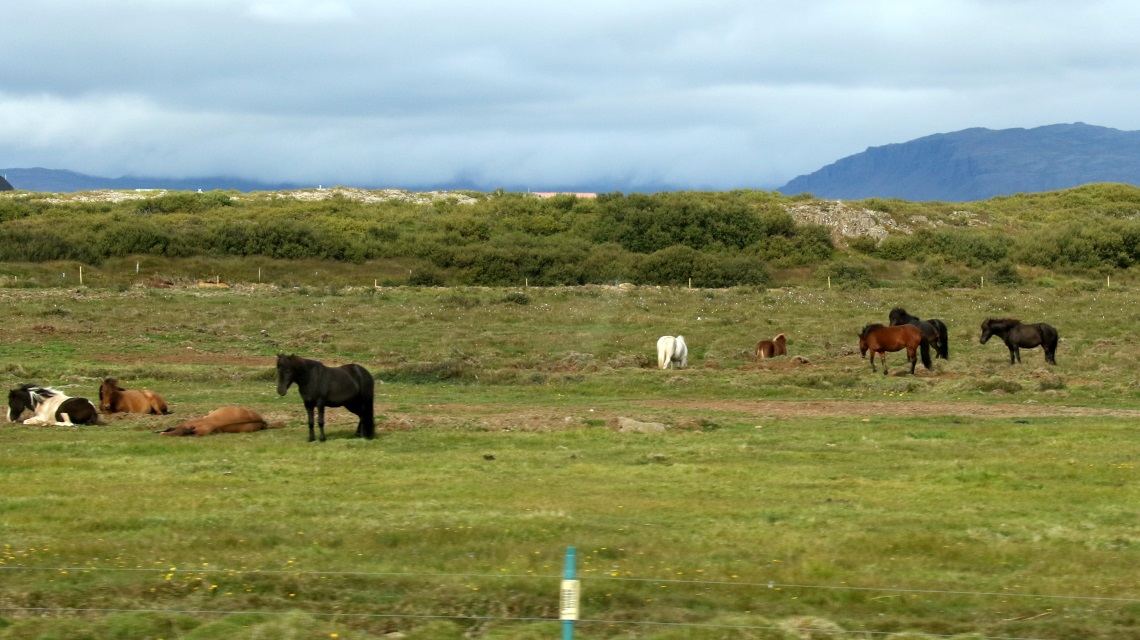 More horses