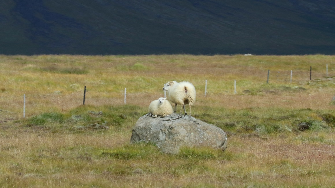 Sheep are not usually located on top of rocks
