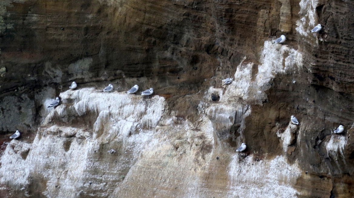 More bird nests on the cliffs