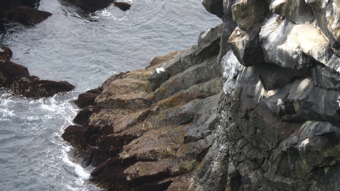 Bird nests with a great view