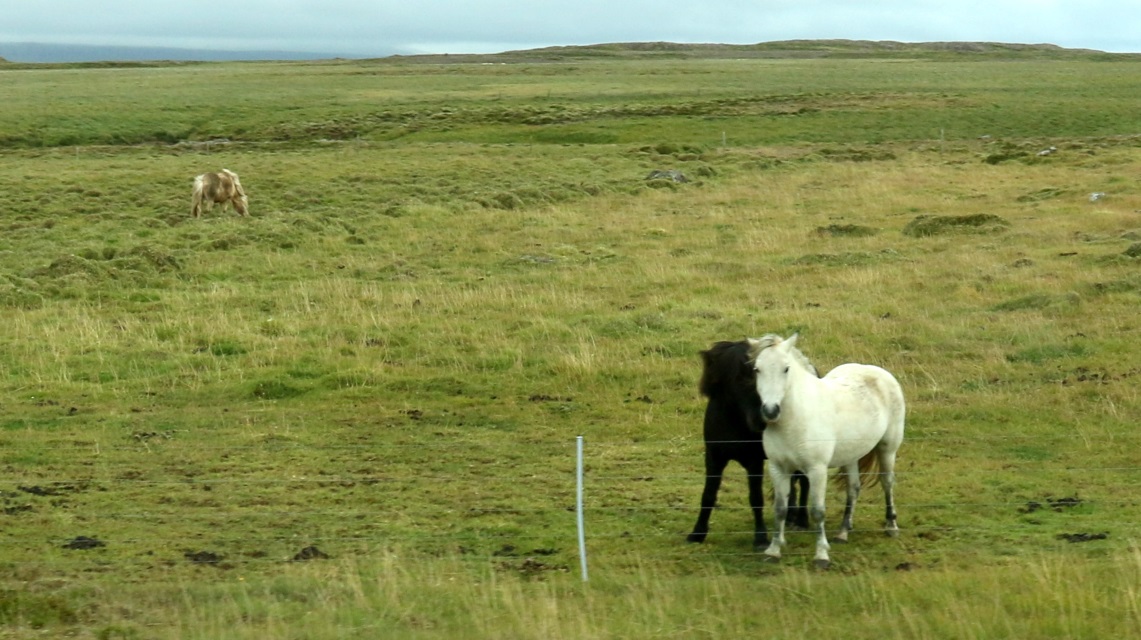 More horses