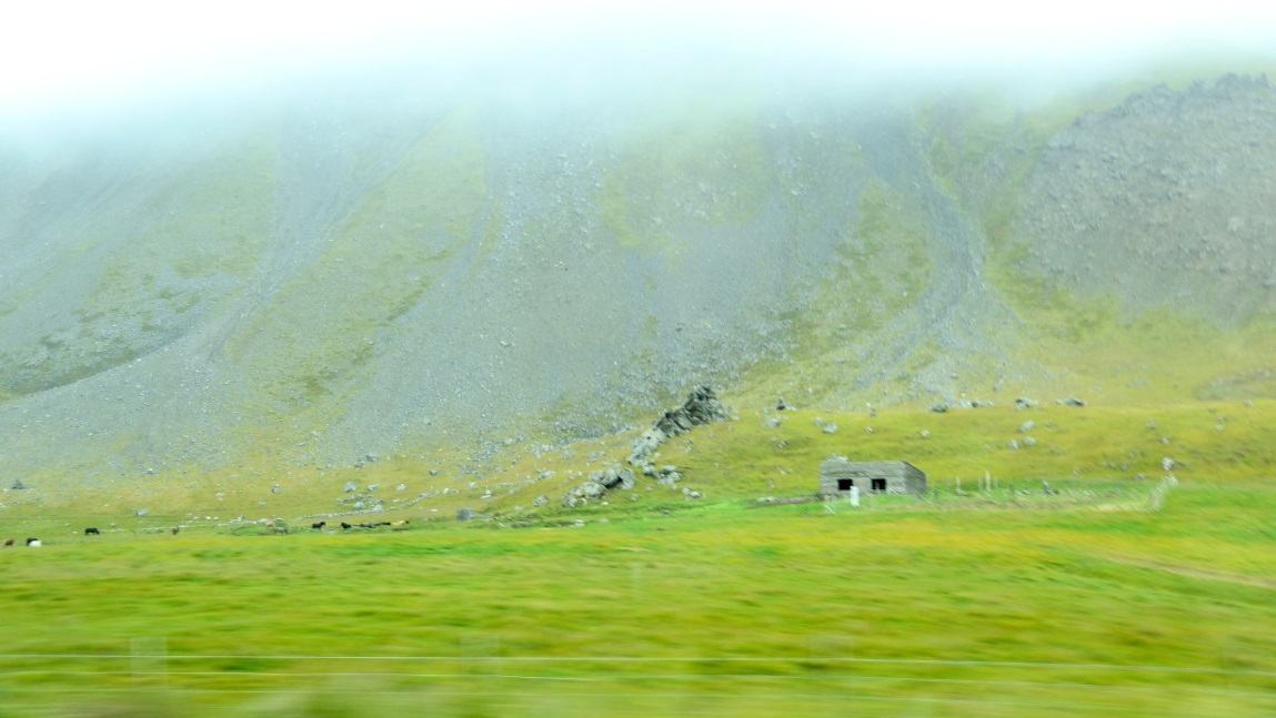 Horses mowing the lawn