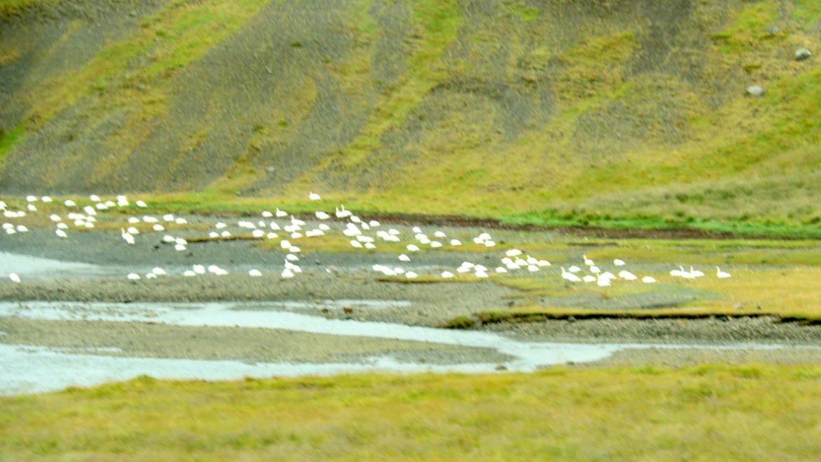 Geese in Verzlunarstaur