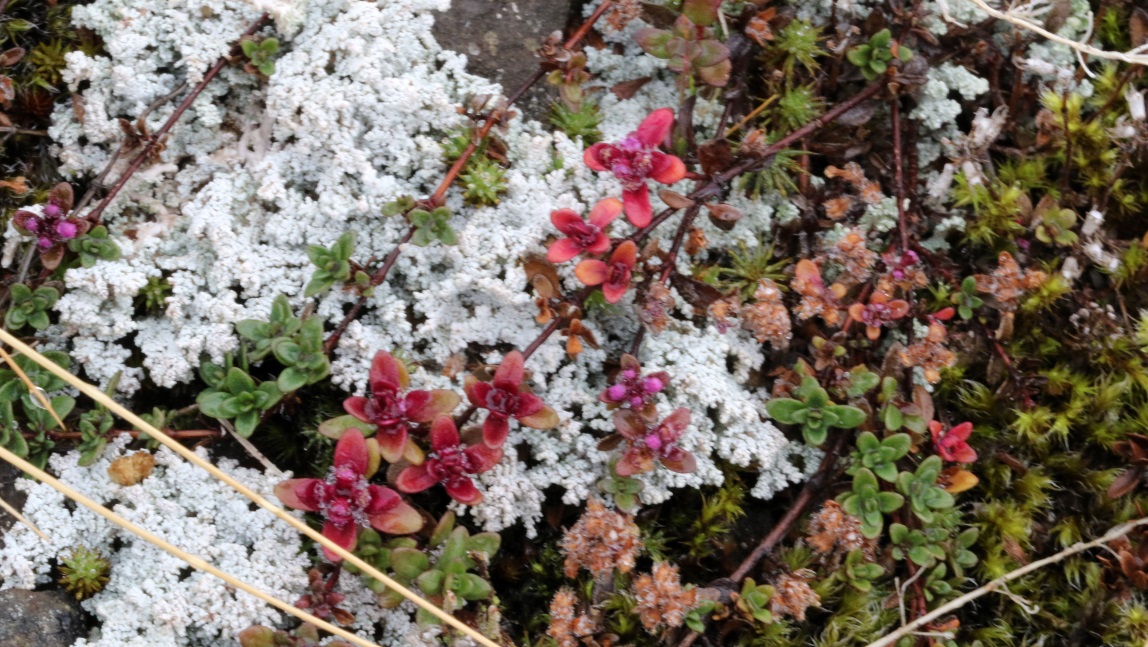 Colorful ground vegetation