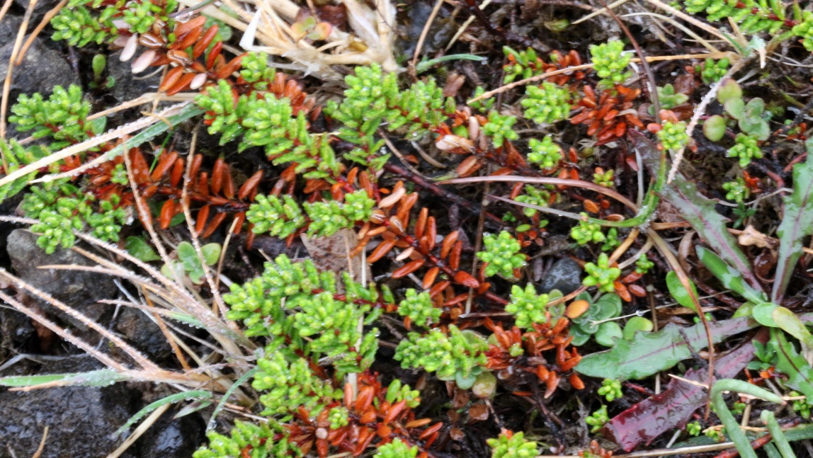 Groud crawling green plant