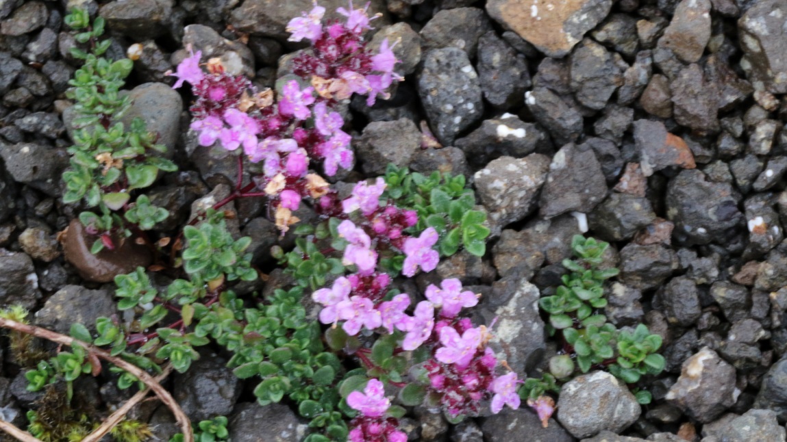Nice pink flowers
