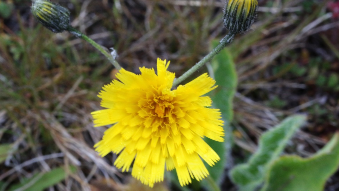 Dandelions are everywhere