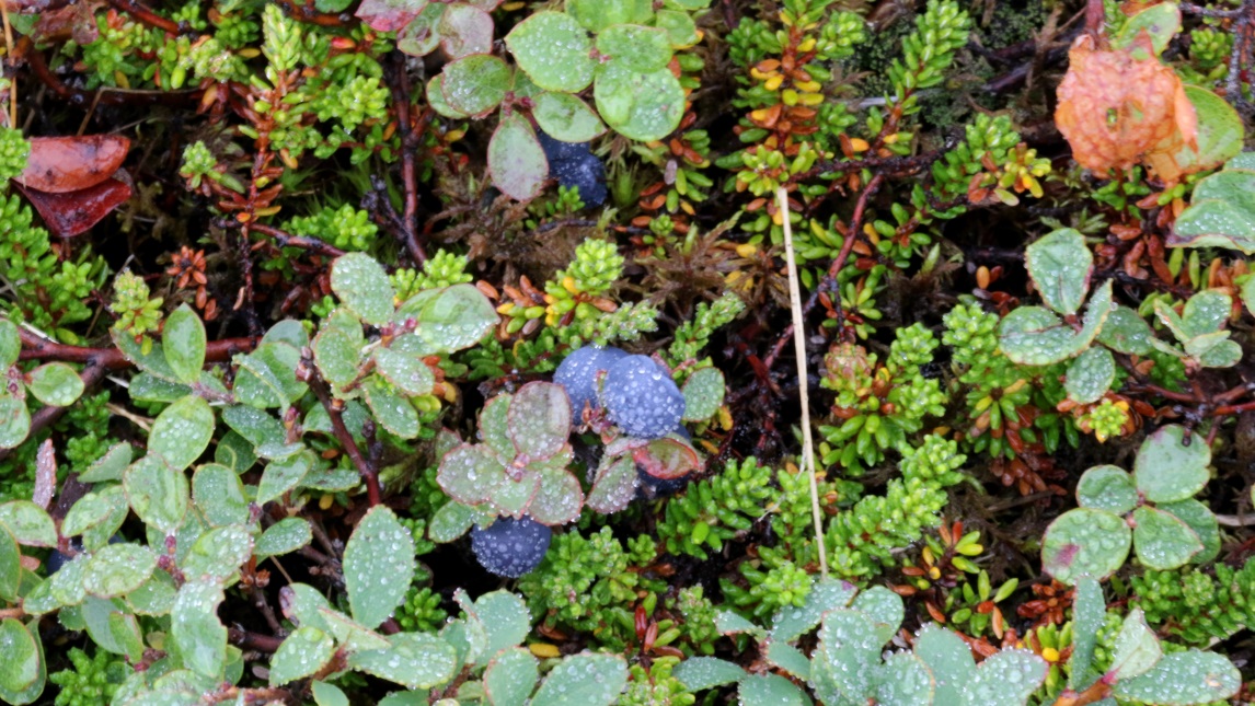 Ground blueberries