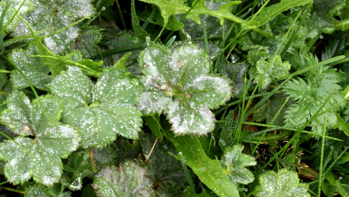 Assorted ground foliage